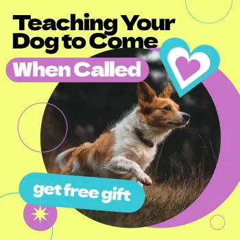 Reliable Dog Recall Training: Come When Called Plan